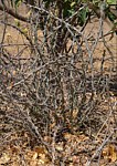Euphorbia sp nova xylacantha type Adadi vychodne GPS175 Kenya 2014_1105 vyrez.jpg